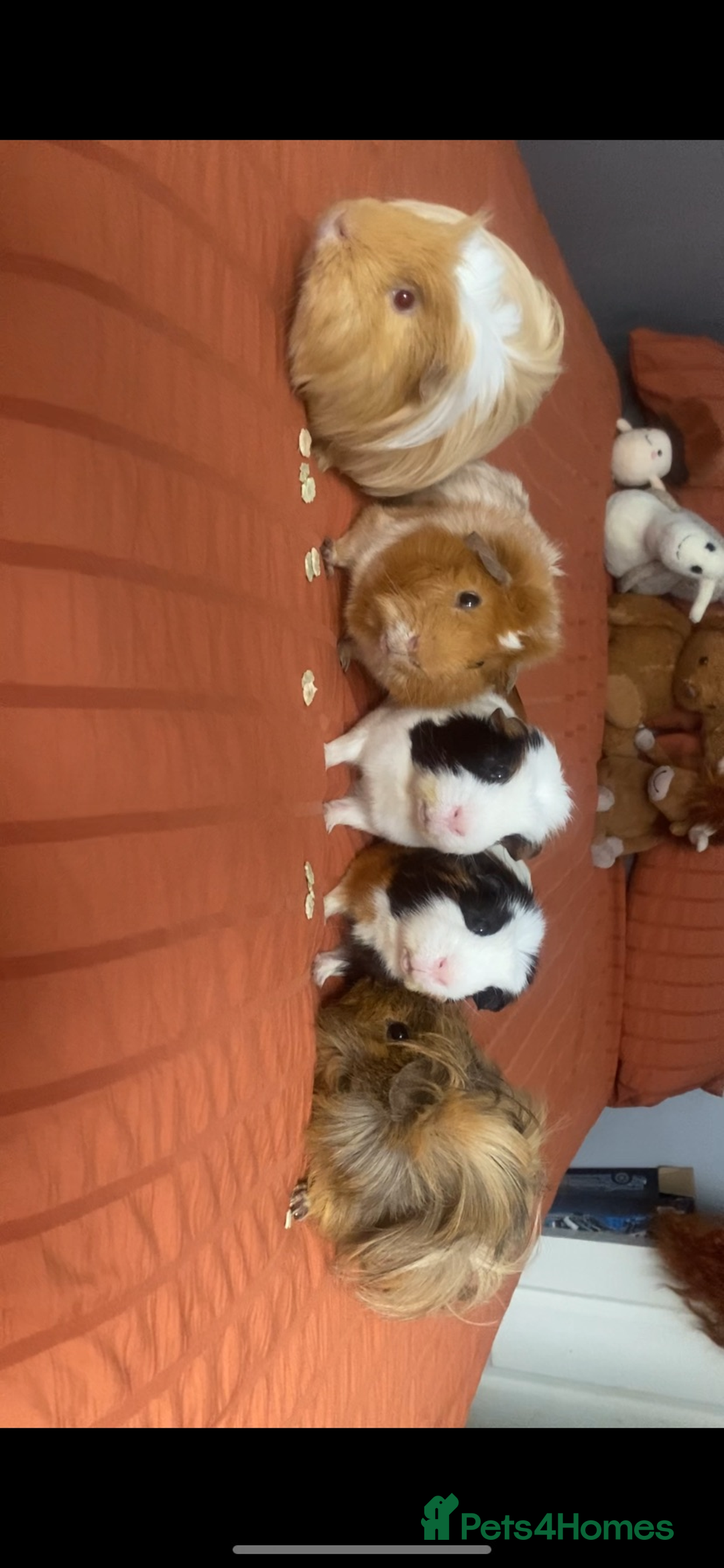 Guinea Pig rodents for sale: 6 male Guinea pig with hutch  - Image 2