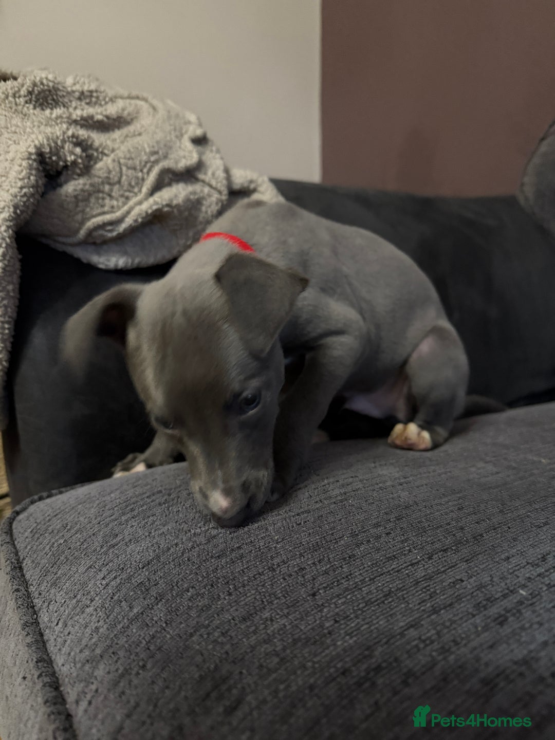 Whippet dogs for sale: Blue whippet pups for sale  - Advert 25