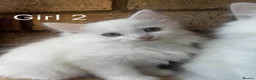 Turkish Angora cats for sale: Kittens available for loving homes - Advert 11