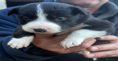Border Collie dogs - Advert 3