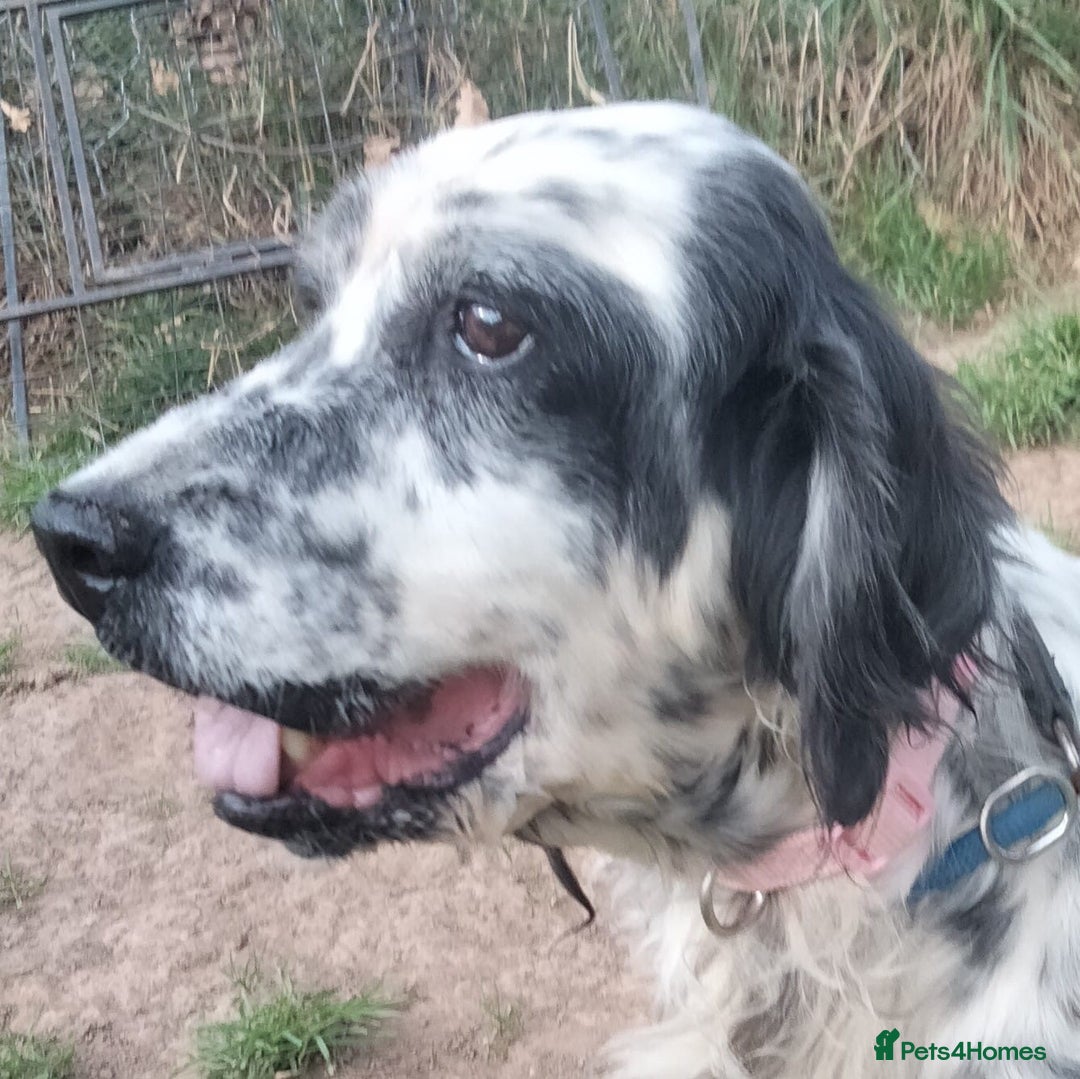 English Setter dogs for adoption: Mascotte - Advert 3