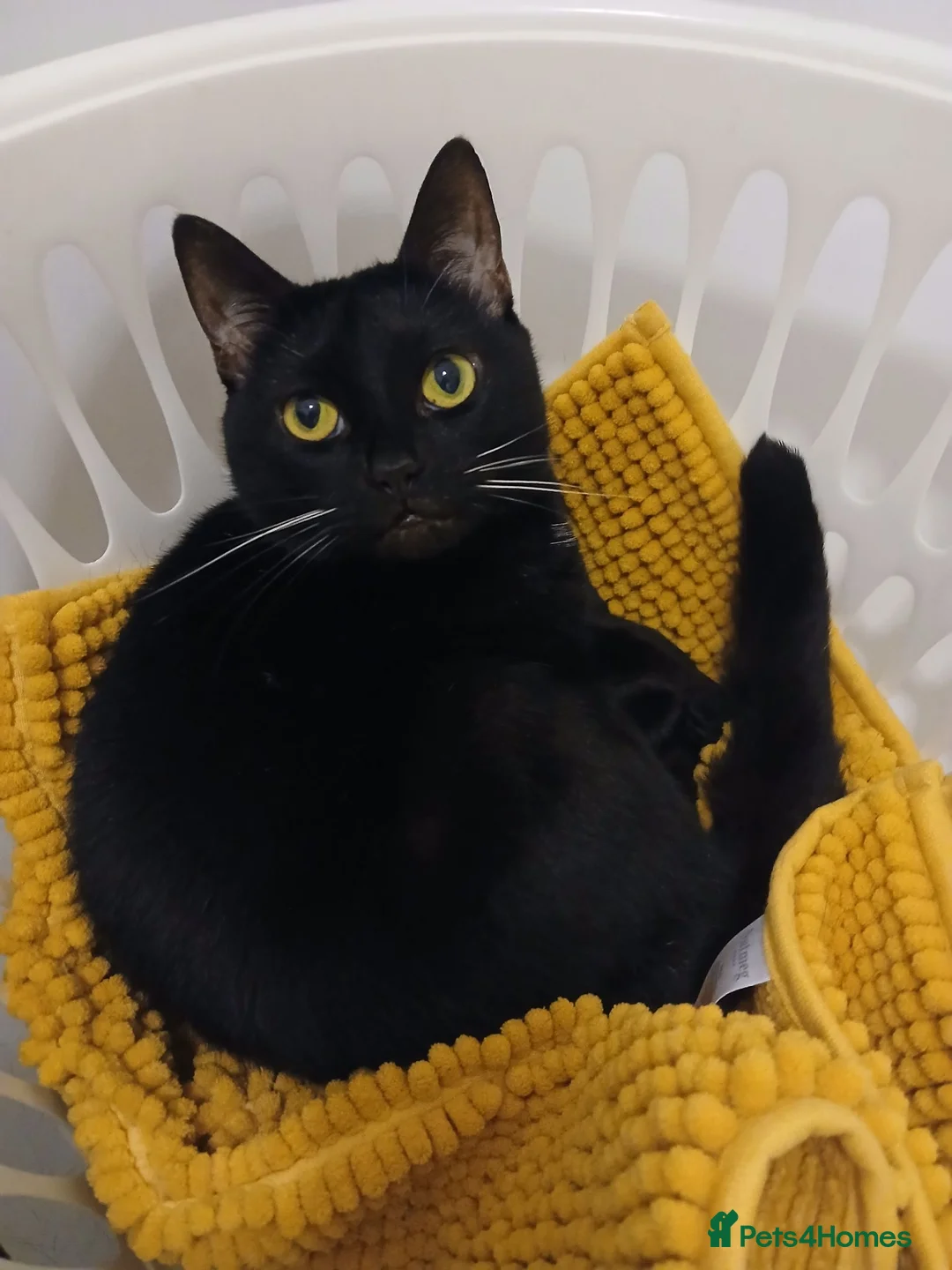 British Shorthair cats for sale: Beautiful Adult Female Cat in Sittingbourne - Advert 2