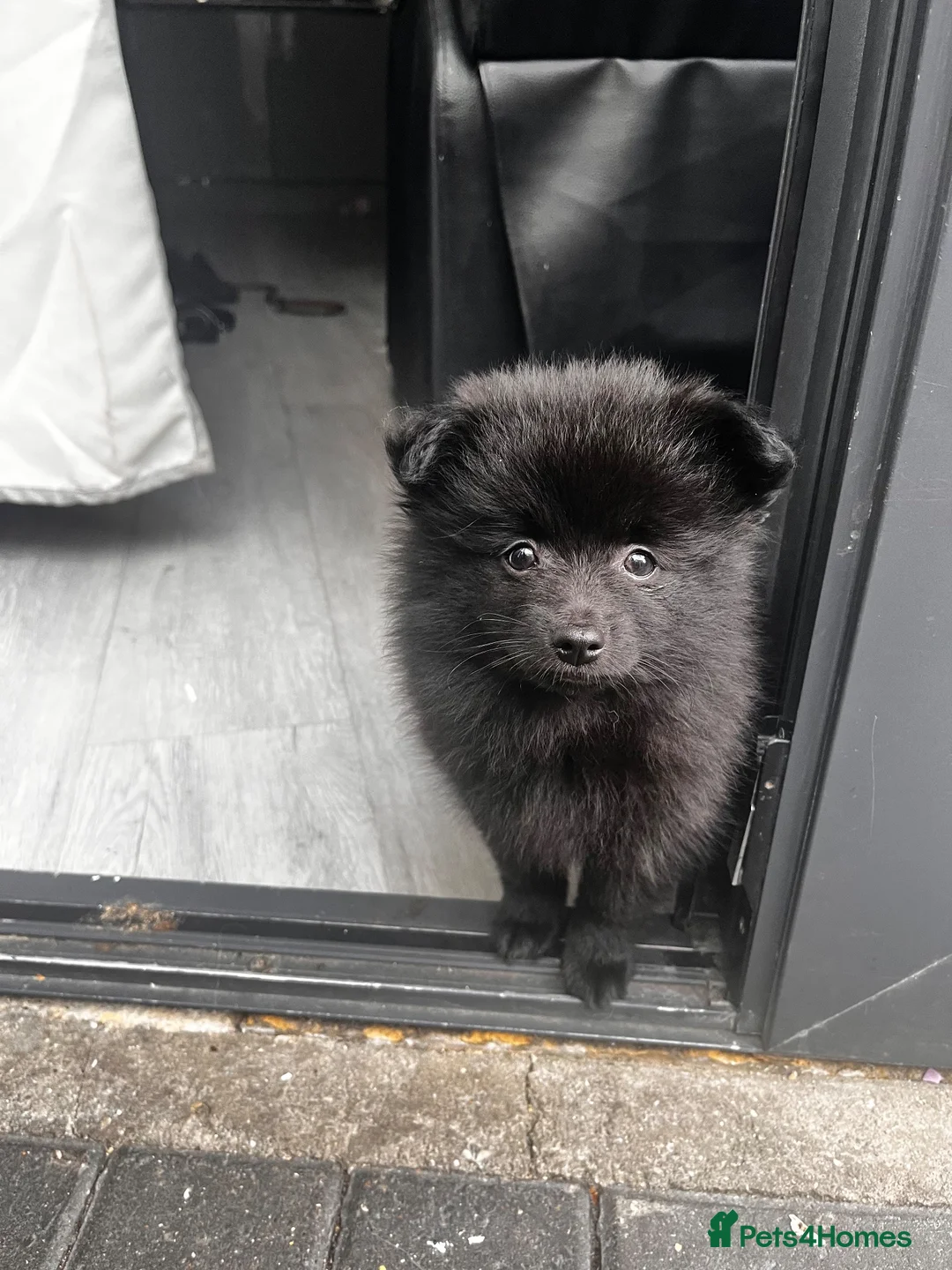 Pomeranian dogs for sale: 1 girl  in London - Advert 10