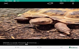 Tortoise reptiles for sale: Horsefield tortoise 🐢  - Image 7