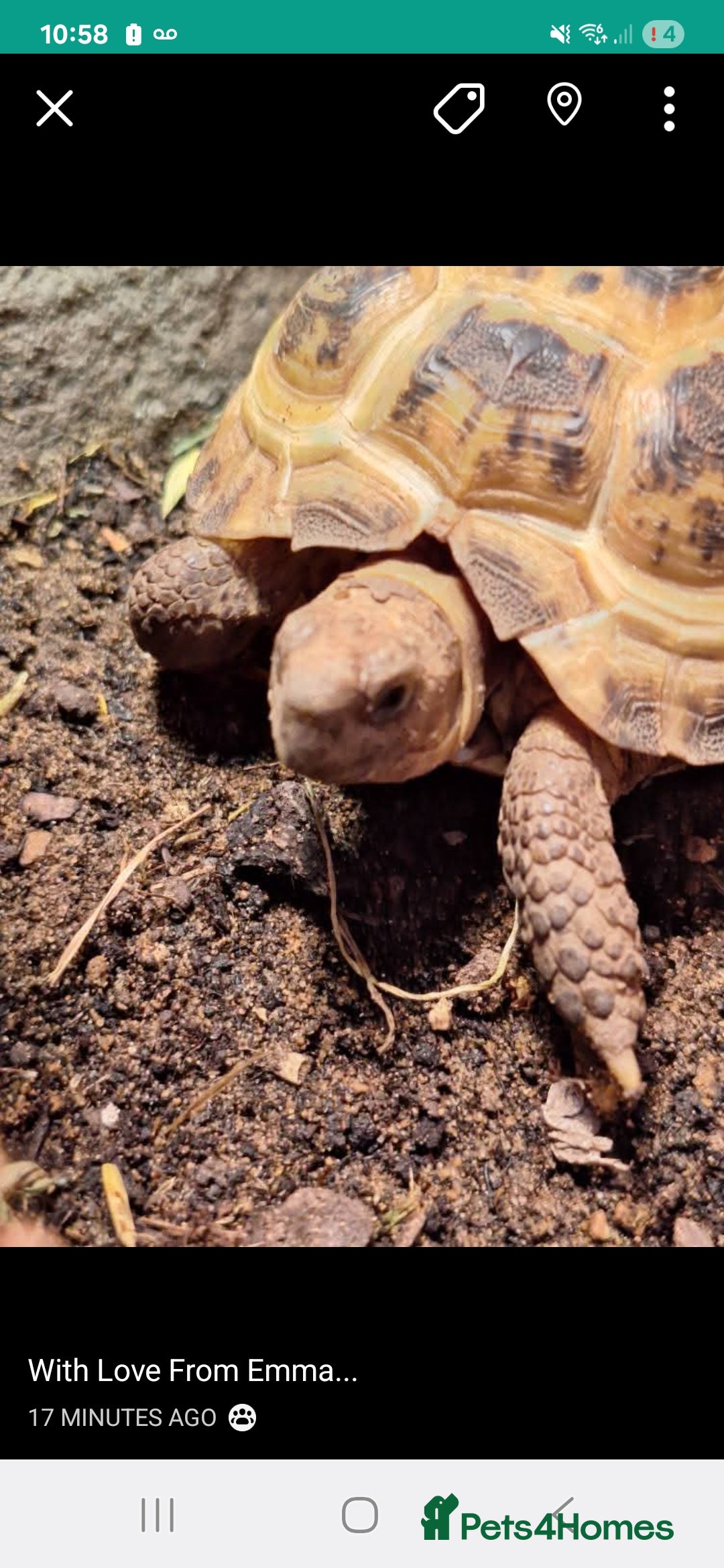 Tortoise reptiles for sale: Horsefield tortoise 🐢  - Image 7