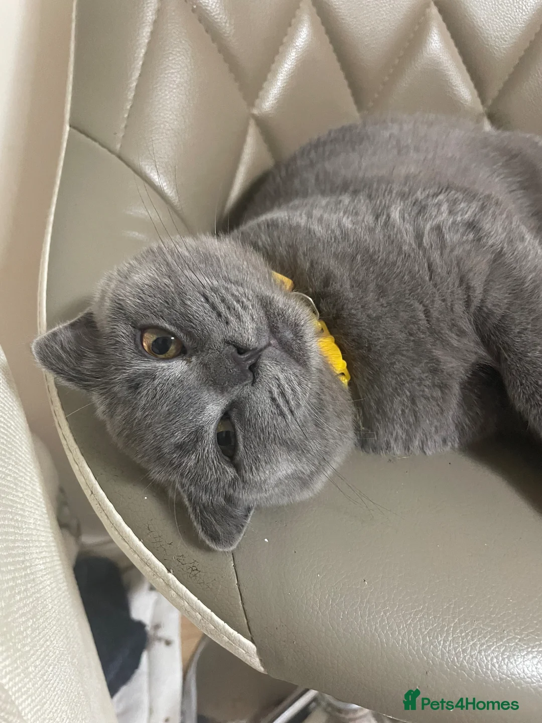 British Shorthair cats for sale:  Grey shorthair Kitten (male) in Epsom - Advert 2