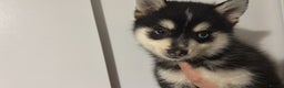 Pomsky dogs for sale: F4 tiny pomsky pups REDUCED need homes now - Advert 7