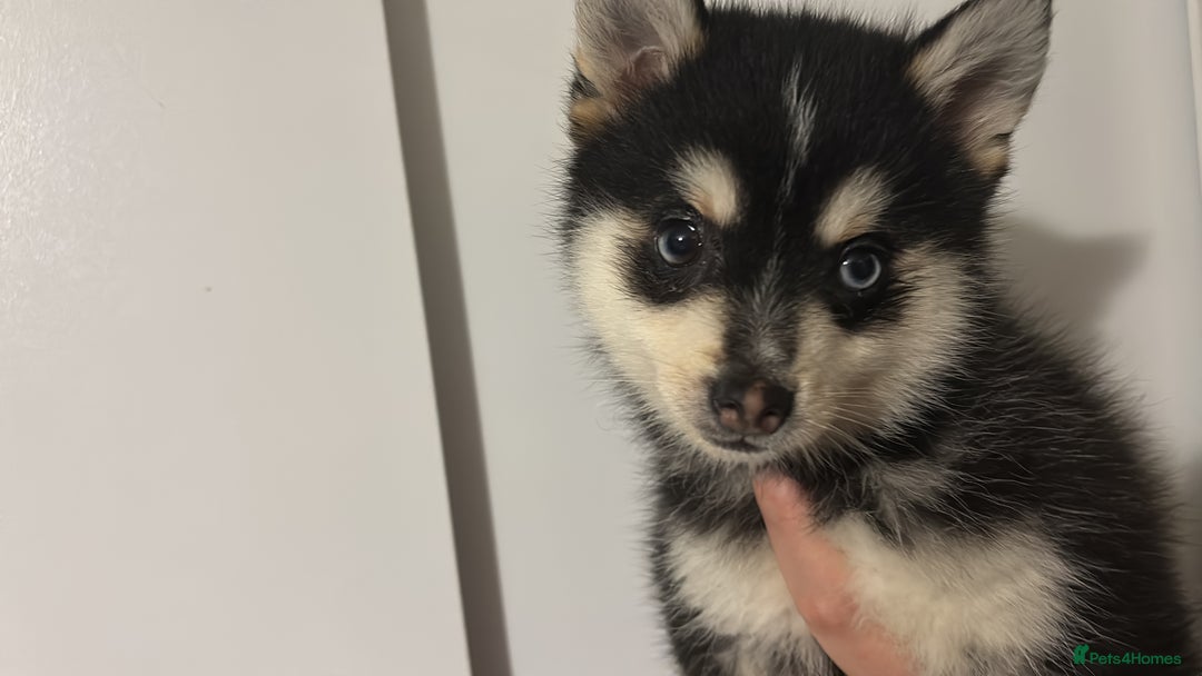 Pomsky dogs for sale: F4 tiny pomsky pups REDUCED need homes now - Advert 7