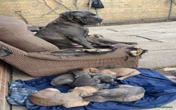 Cane Corso dogs for sale: Cane Corso puppies 9 week old 🫶❤️🫶 - Image 38
