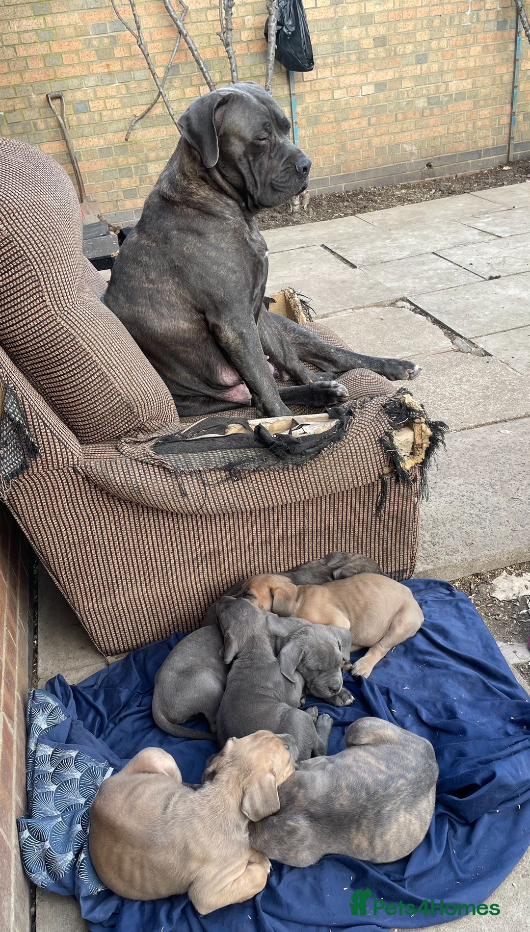 Cane Corso dogs for sale: Cane Corso puppies 9 week old 🫶❤️🫶 - Image 38