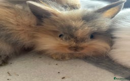 English Lop rabbits for sale: Beauitful Double Mane lop and dwarf double mane in Spalding - Image 7