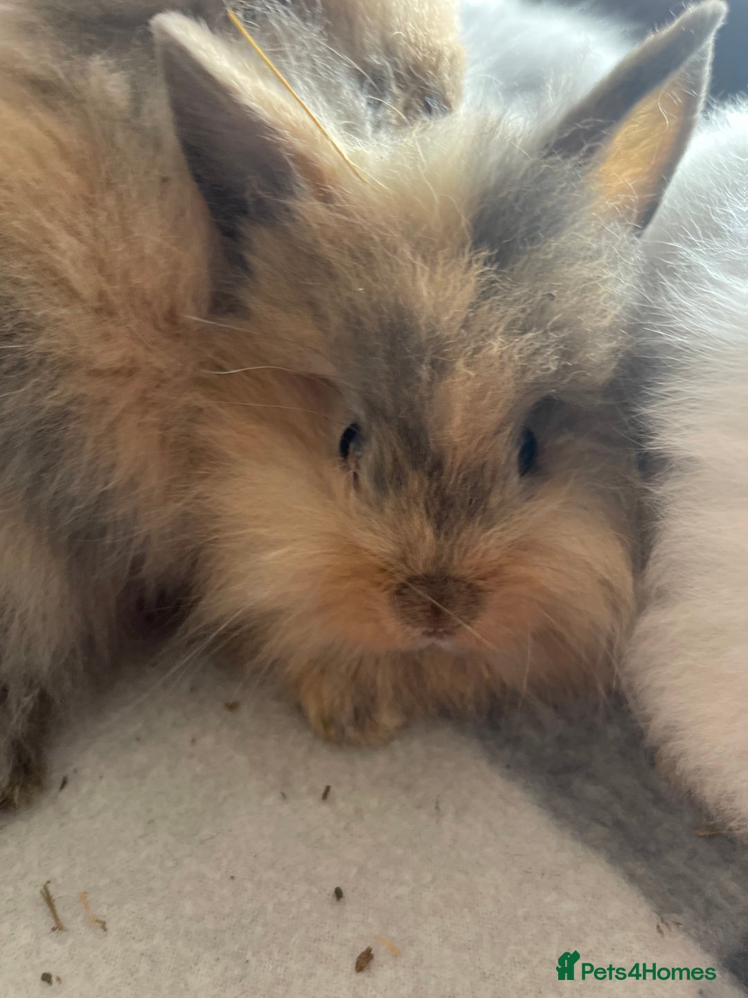 English Lop rabbits for sale: Beauitful Double Mane lop and dwarf double mane in Spalding - Image 7