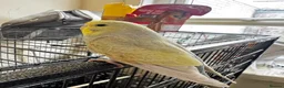 Budgerigars birds for sale: Pair of budgies  - Advert 6