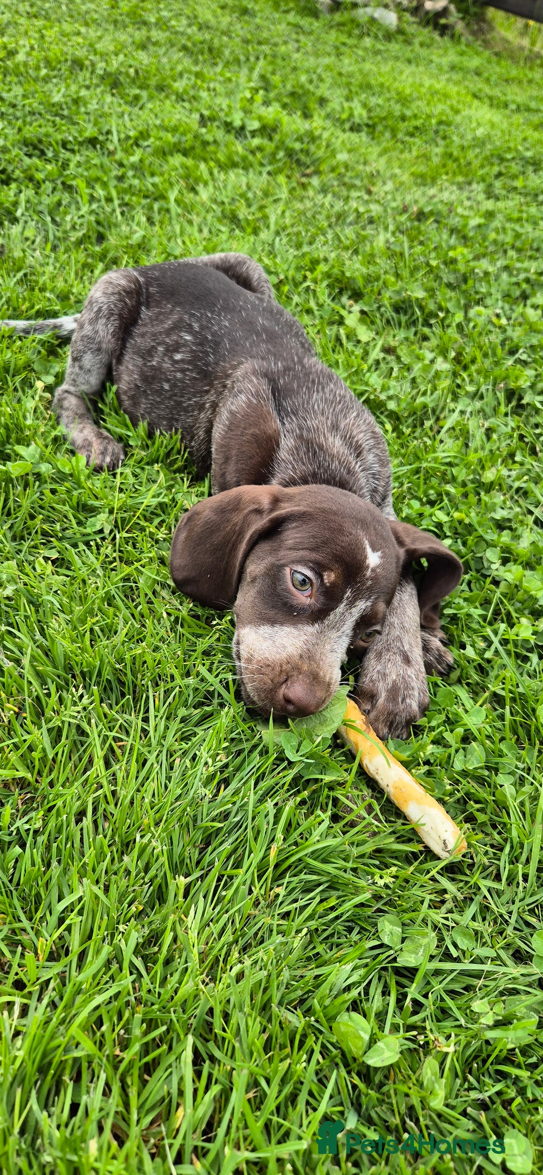 Mixed Breed dogs for sale: GWP X LABRADOR. Ready for new Home. in Castle Douglas - Image 1