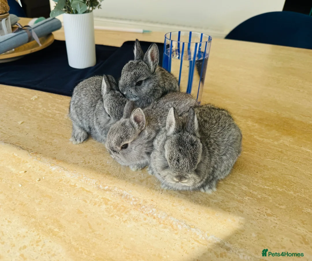 Netherland Dwarf rabbits for sale: *Tiny* Tea-Cup size pure netherland dwarf bunnies  in Bradford - Advert 2