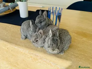 Netherland Dwarf rabbits *Tiny* *PURE netherland dwarf bunnies - Advert 4