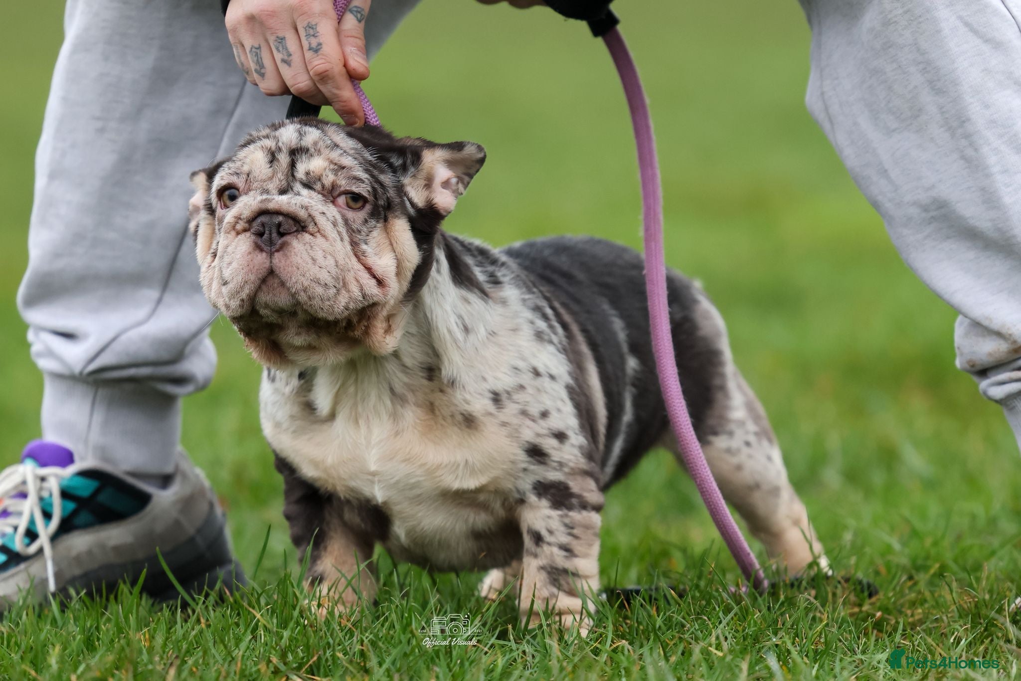 French Bulldog dogs Ready now-  Well bred, beautiful temperament pups - Advert 9