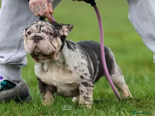 French Bulldog dogs Ready now- Well bred, beautiful temperament pups - Advert 1