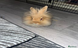 Lionhead rabbits for sale: Lionhead rabbit   - Image 3