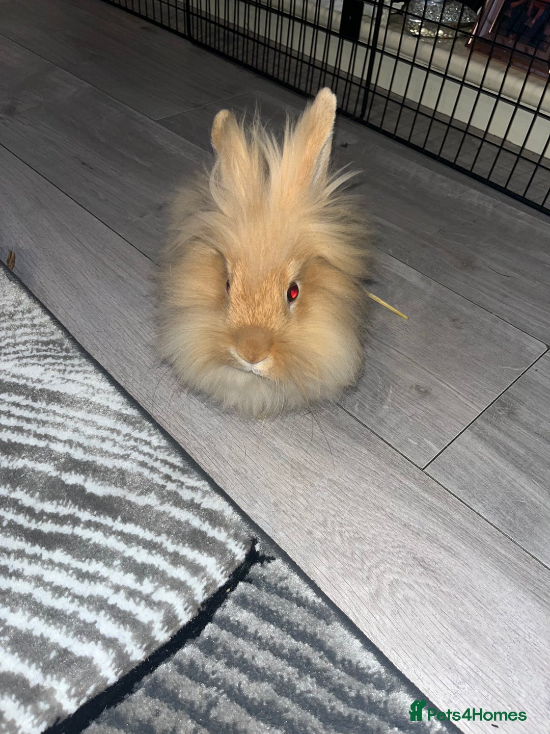 Lionhead rabbits for sale: Lionhead rabbit   - Image 3