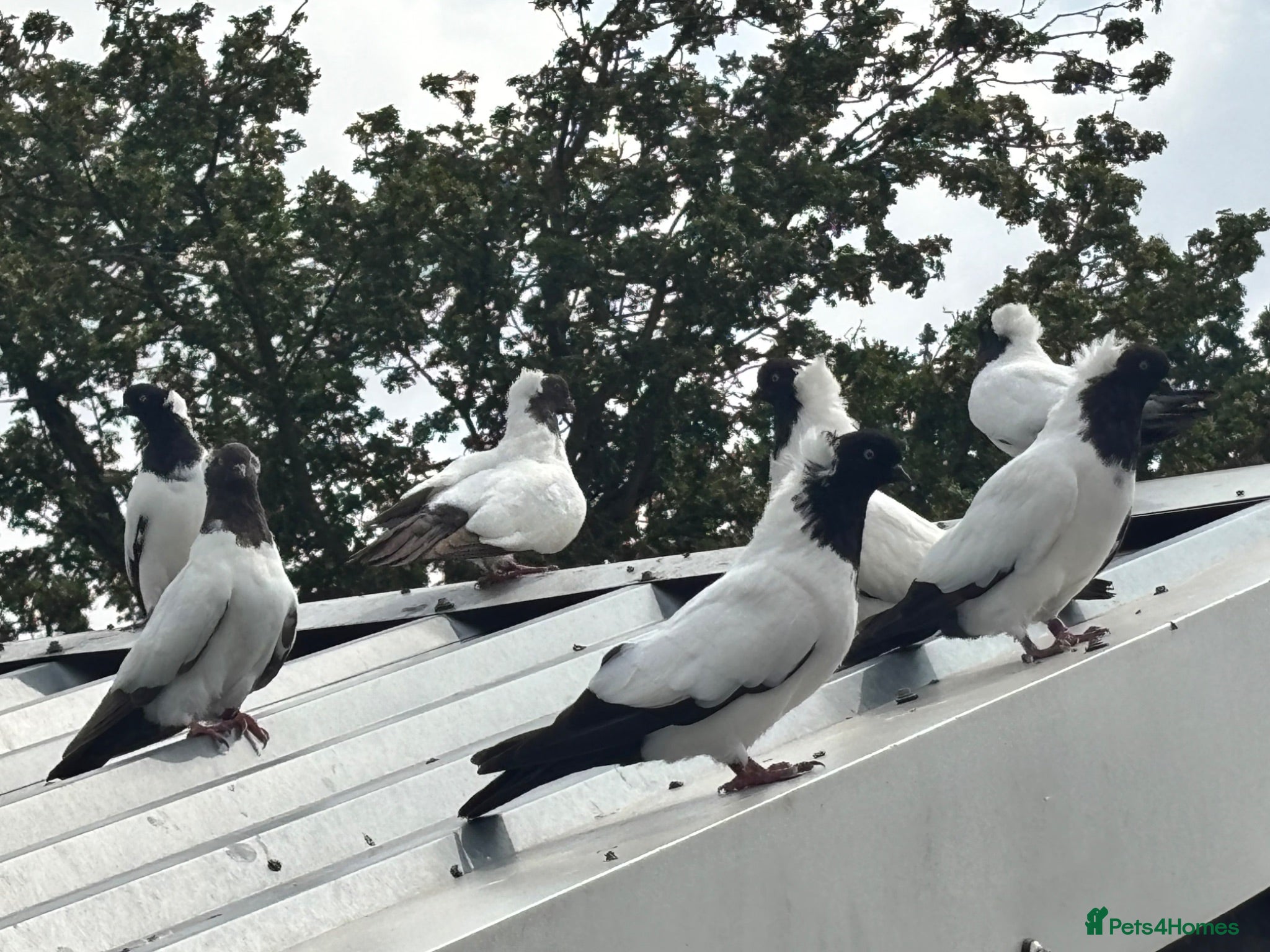 Pigeons birds NUNS  - Advert 2