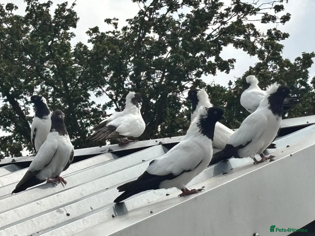 Pigeons birds for sale: NUNS  - Advert 1
