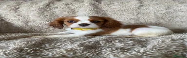 Cavalier King Charles Spaniel Puppy 5