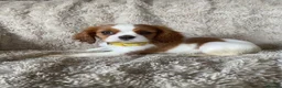 Cavalier King Charles Spaniel dogs for sale: Cavalier King Charles puppies - Advert 7