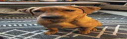 Labrador Retriever dogs for stud: Fox red Labrador for stud  in Leiston - Advert 1