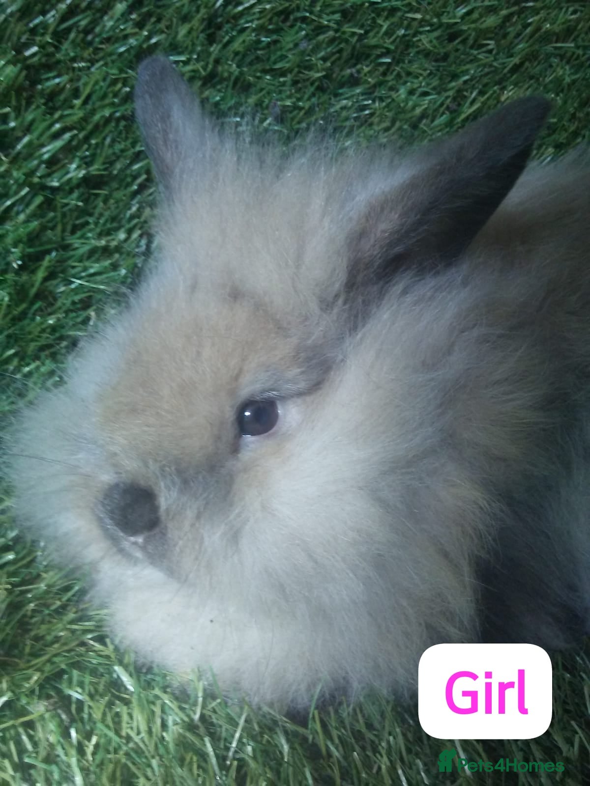 Lionhead rabbits Mini double fluffy lionhead baby rabbits - Advert 4