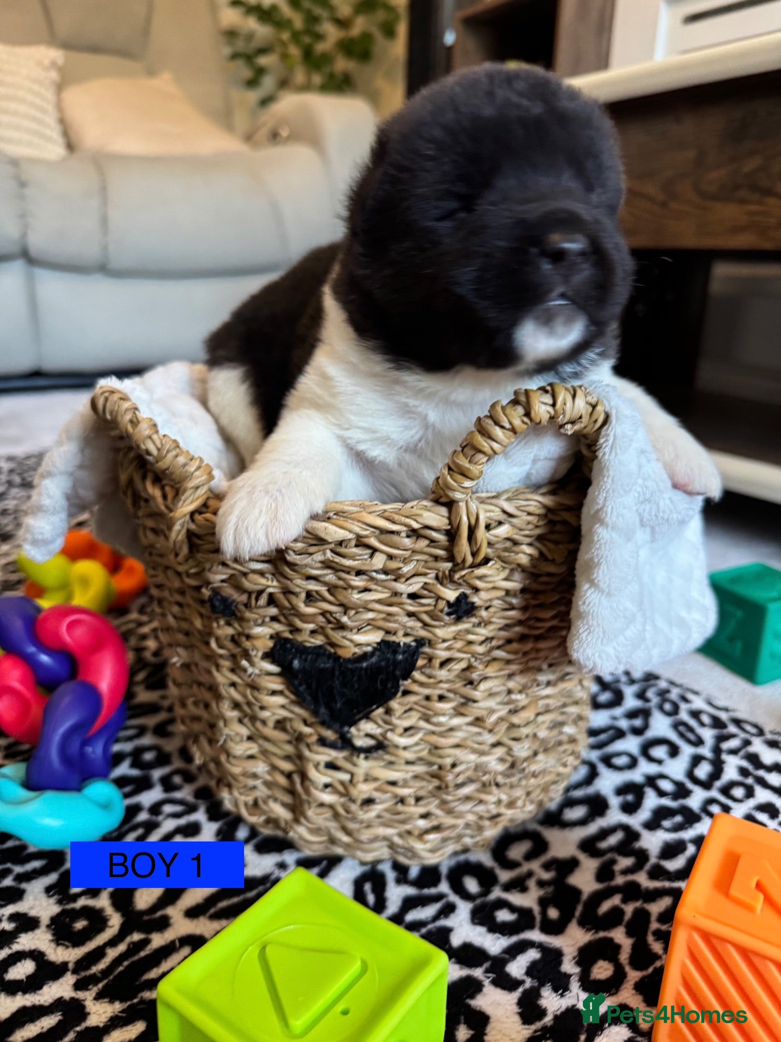 Akita dogs AKITA PUPS! PARENTS KC REGISTERED  - Advert 1