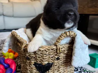 Akita dogs AKITA PUPS! PARENTS KC REGISTERED - Advert 1