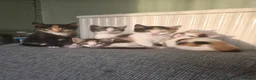 British Shorthair cats for sale: 4 beautiful kittens 🐾 in London - Advert 3