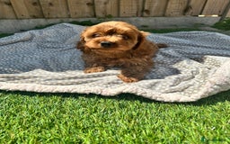 Cavapoo dogs for sale: Health tested cavapoo puppy’s  - Image 6