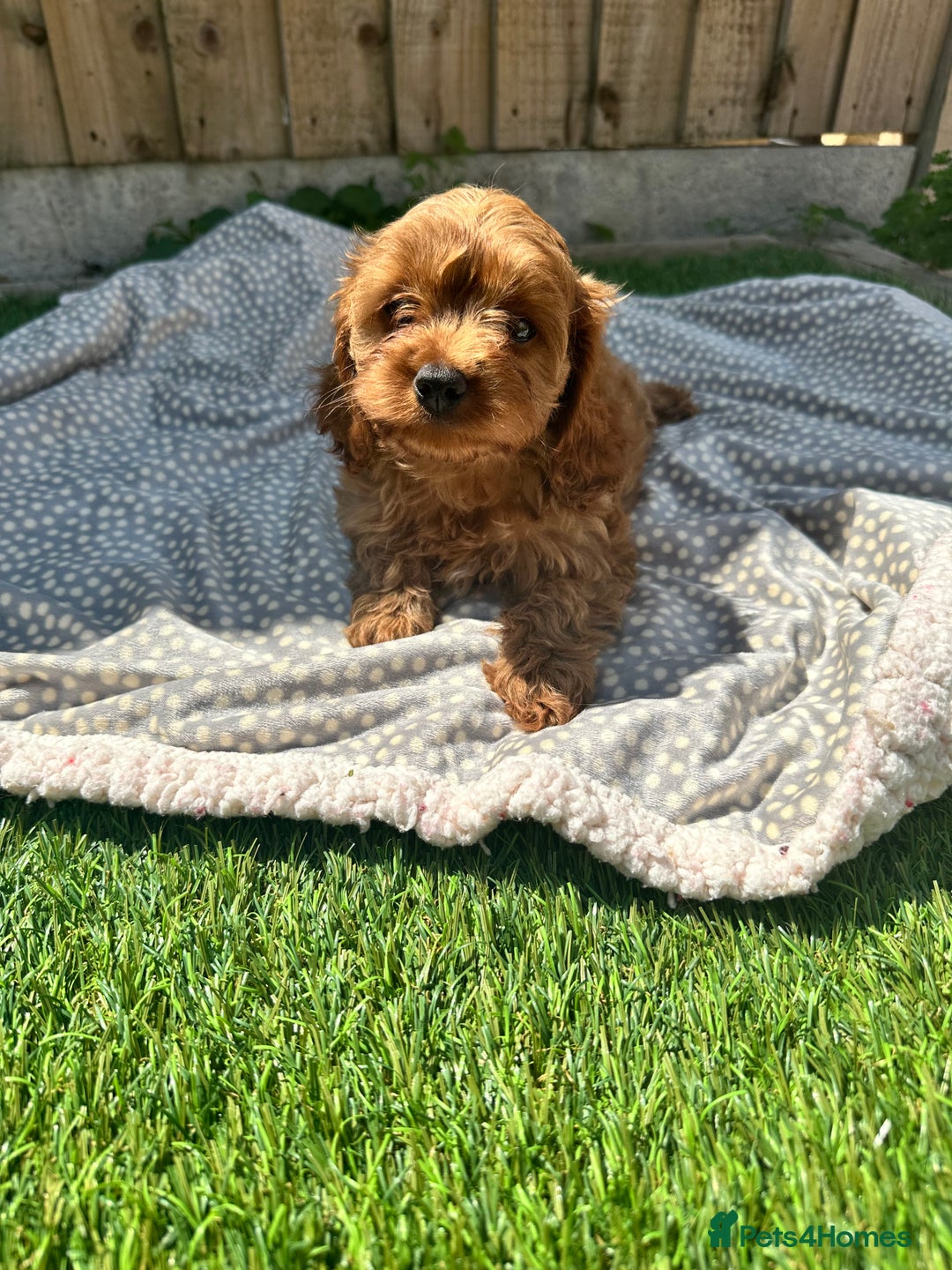 Cavapoo dogs for sale: Health tested cavapoo puppy’s  - Image 6