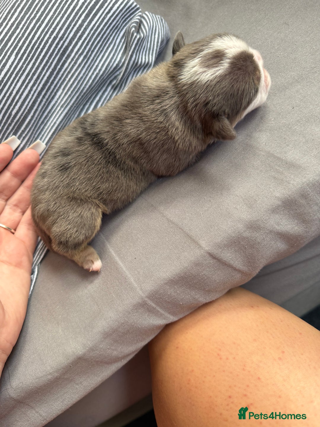 Mixed Breed dogs for sale: Old Tyme bulldogs f1  - Image 6