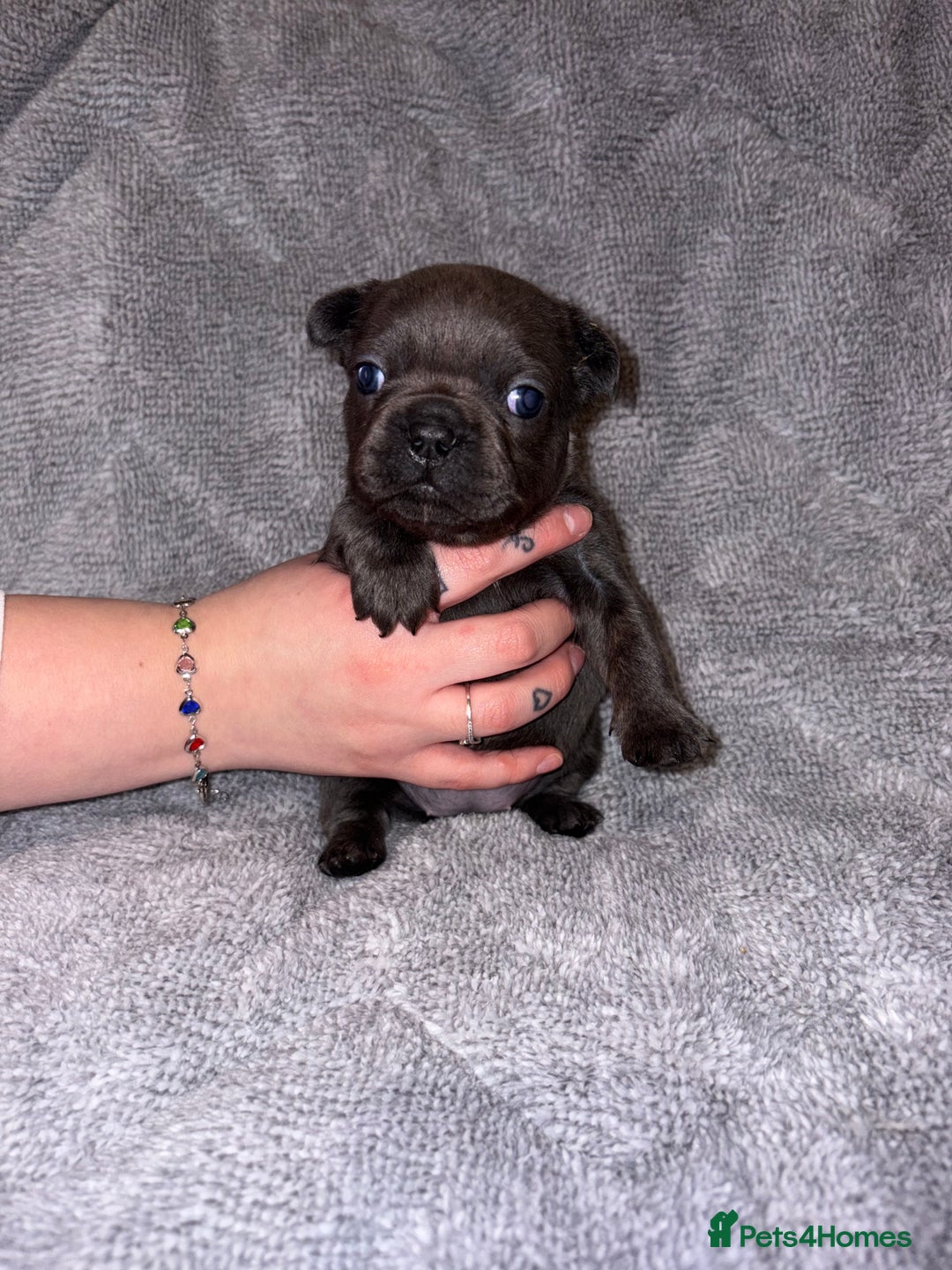 French Bulldog dogs for sale: 🐾French bulldog puppies🐾 ready end of jan - Advert 8