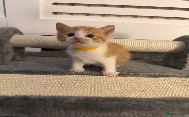 Domestic Shorthair cats - Advert 3