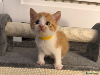 Domestic Shorthair cats - Advert 3