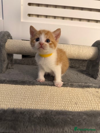 Domestic Shorthair cats - Advert 3