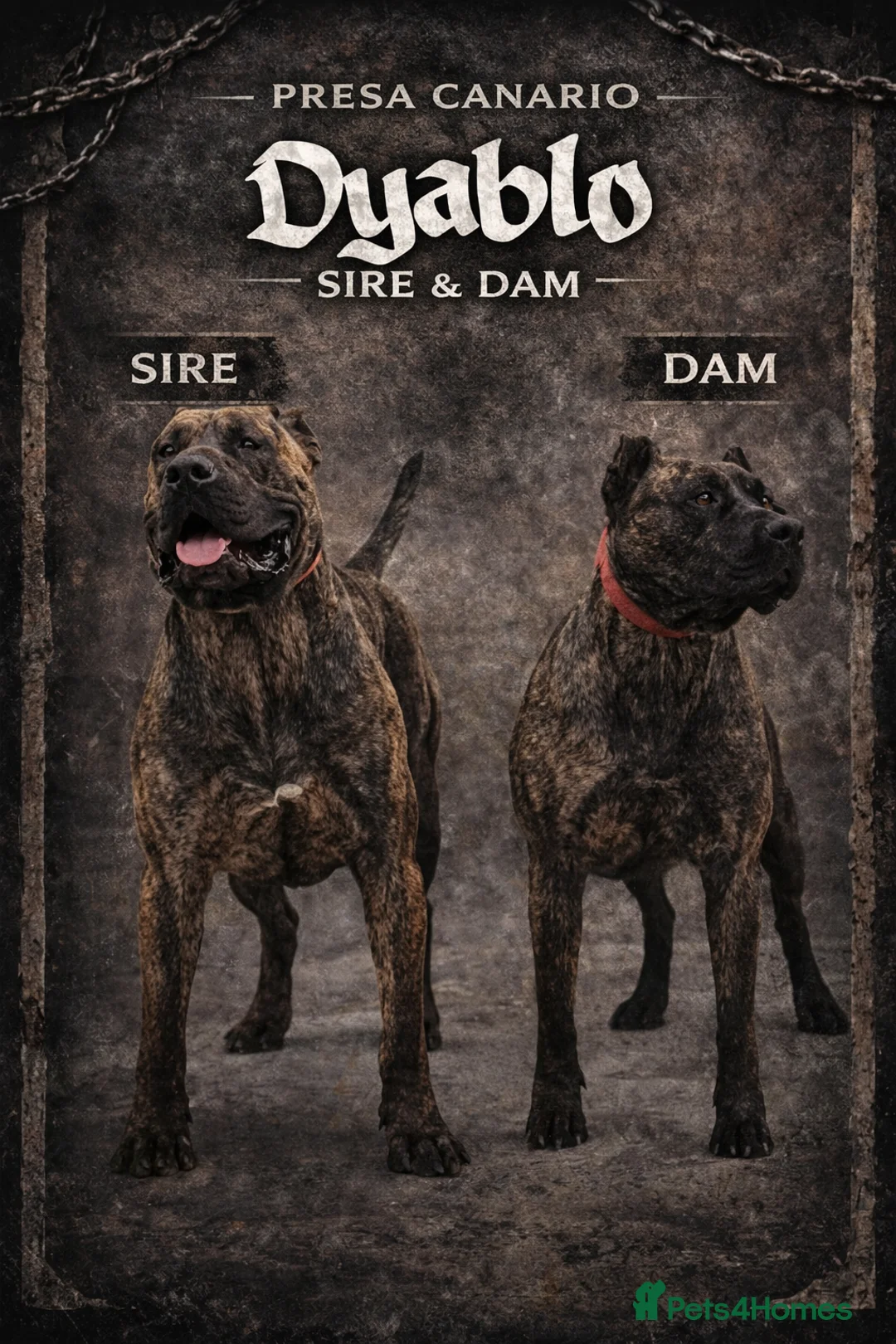 Presa Canario dogs for sale: PRESA CANARIO - Advert 2