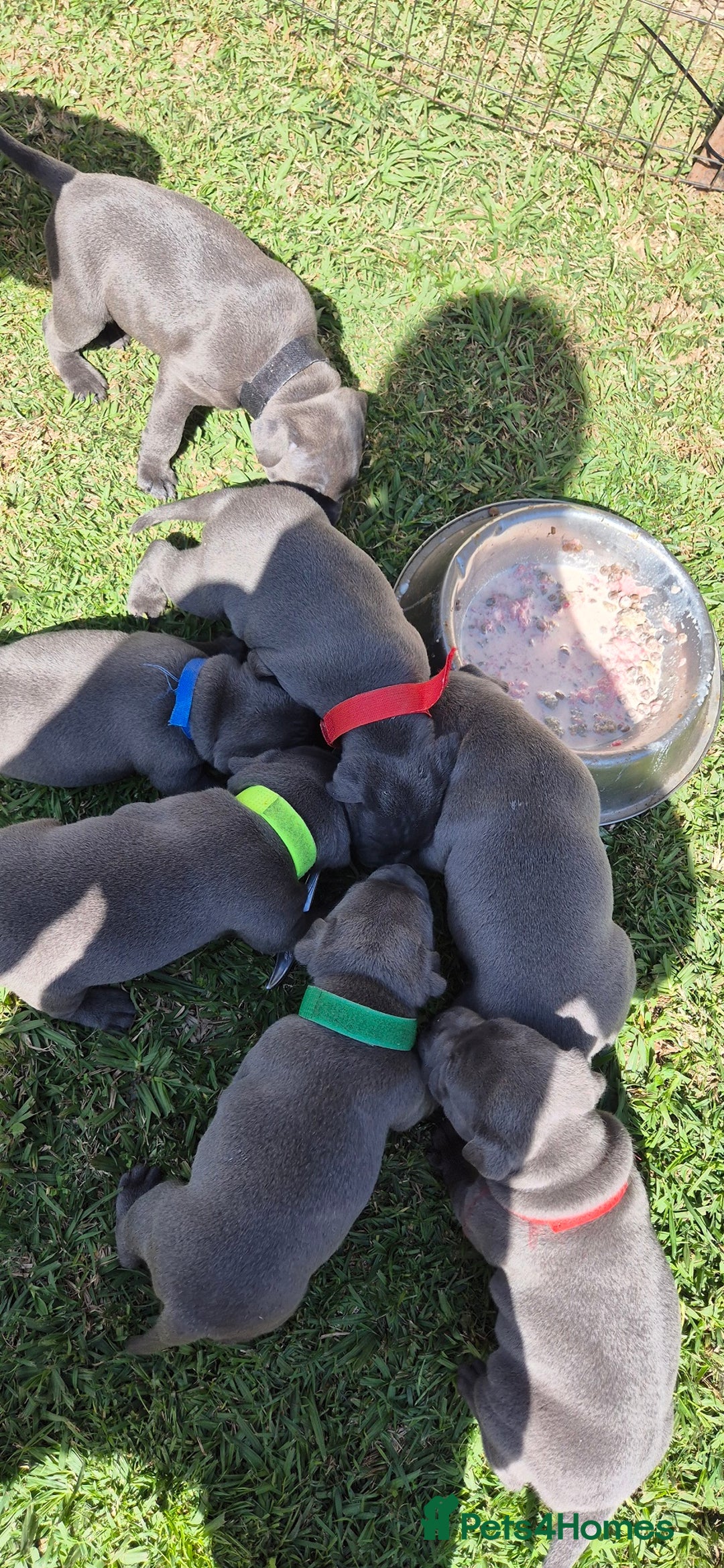 Staffordshire Bull Terrier dogs for sale: Exceptional blue Staffordshire Bull Terrier 🐾💛 - Image 7