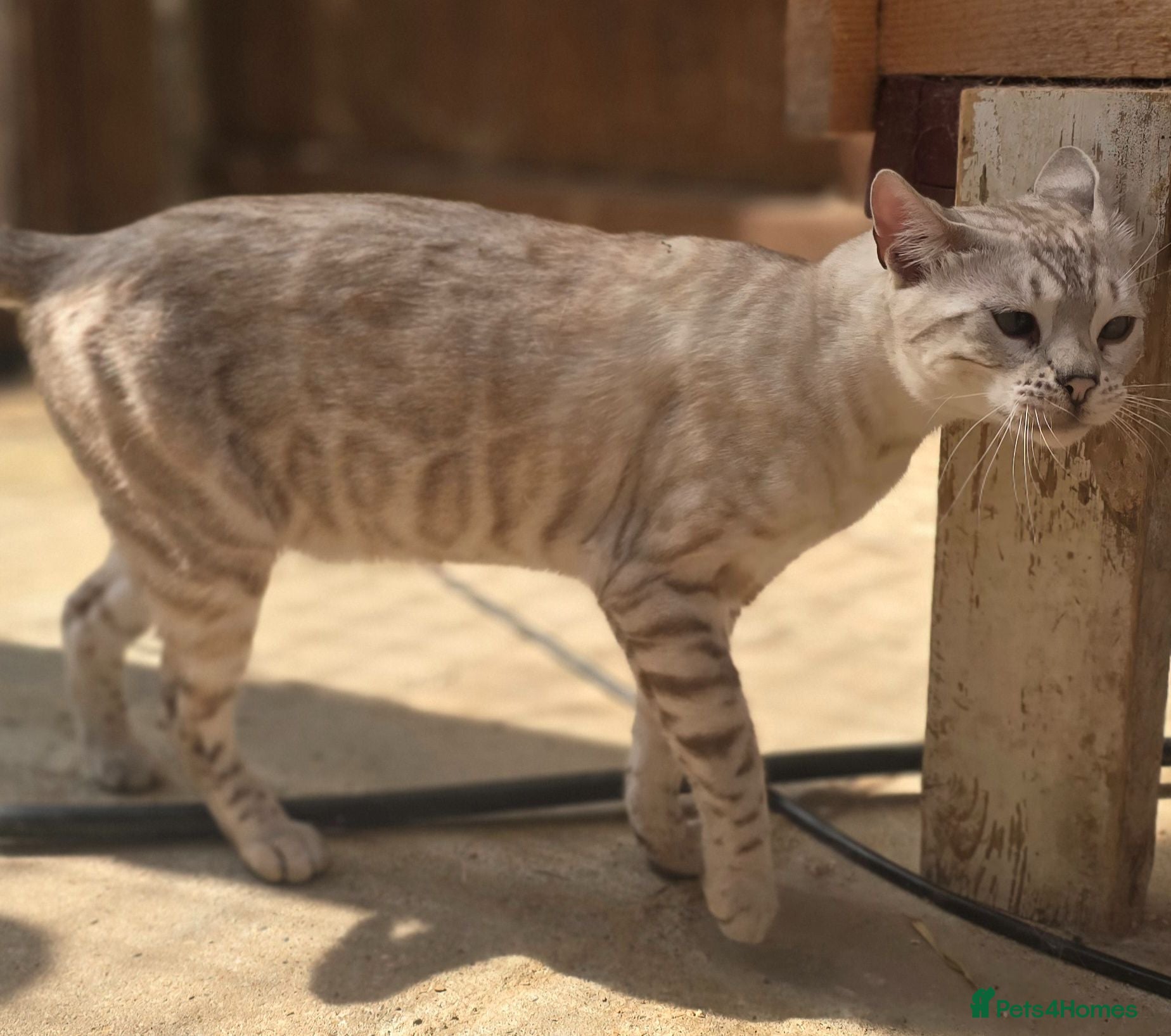 Bengal cats Tica registered Snow bengal girl - Advert 1