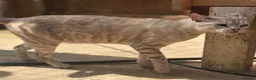 Bengal cats for sale: Tica registered Snow bengal girl - Advert 1