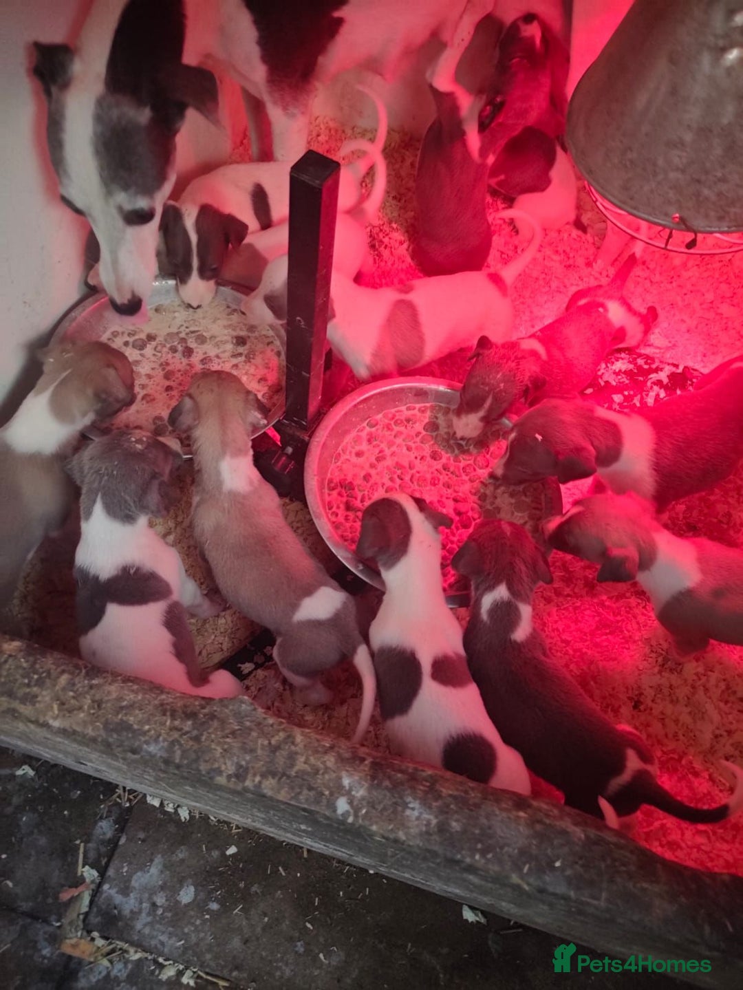Whippet dogs for sale: Whippet pups x14 - Advert 1