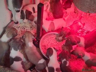 Whippet dogs Whippet pups x14 - Advert 18