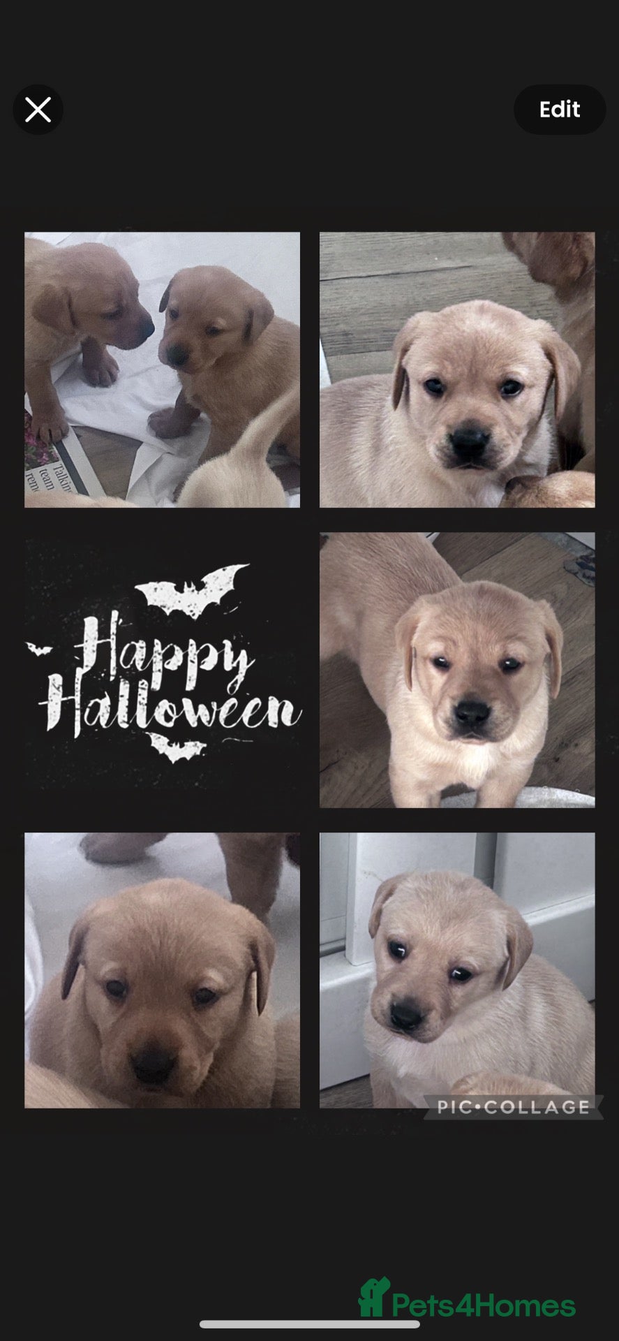 Labrador Retriever dogs for sale: Labrador puppies kc reg  - Advert 19