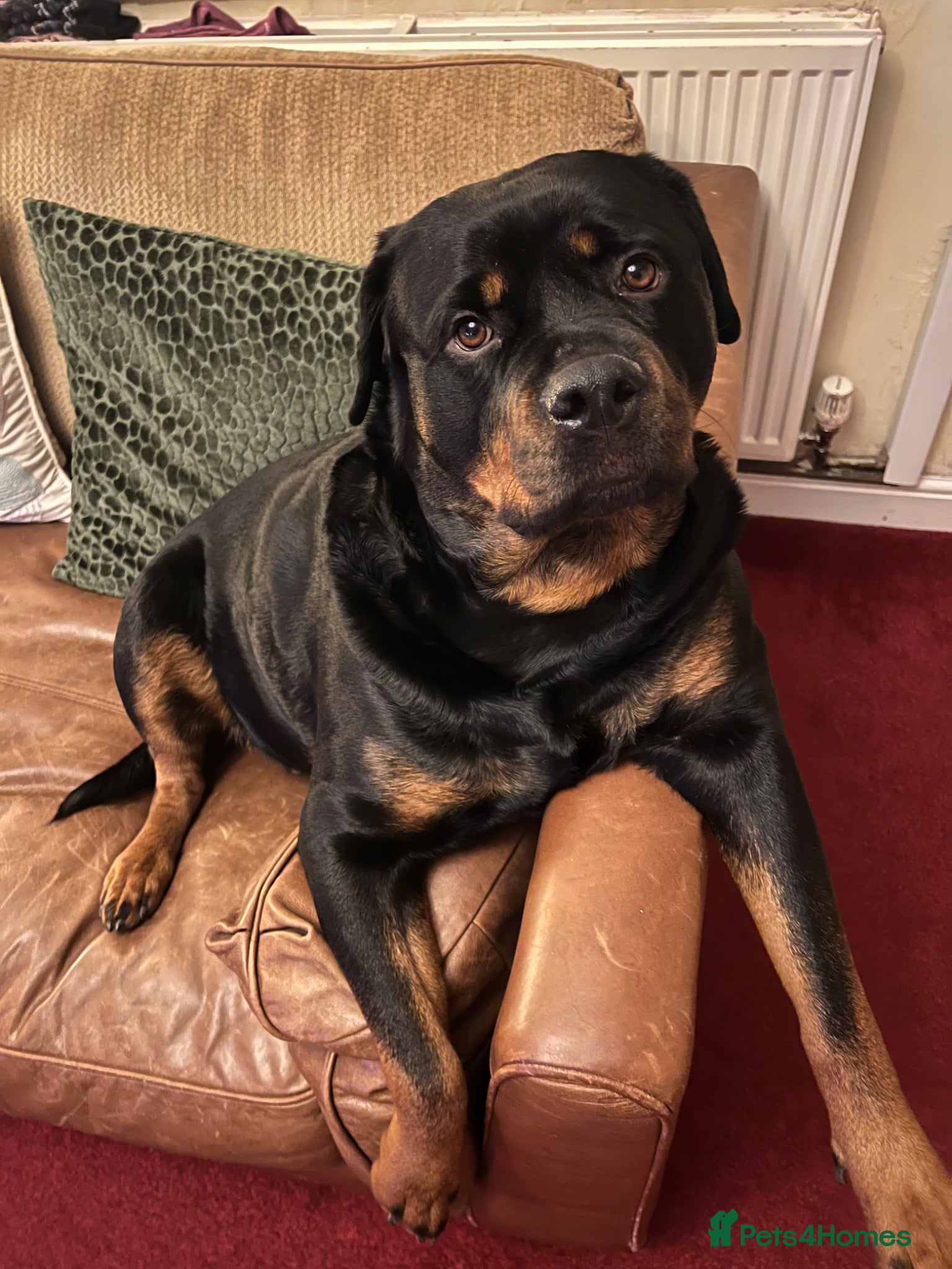Rottweiler dogs 2 Rottweilers puppy’s left ready now  - Advert 19