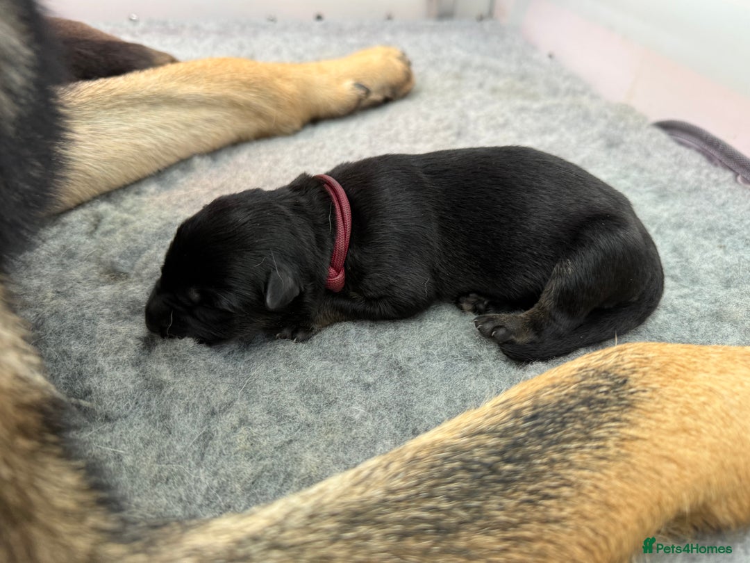 German Shepherd dogs for sale: German Shepherd Puppies  - Image 8