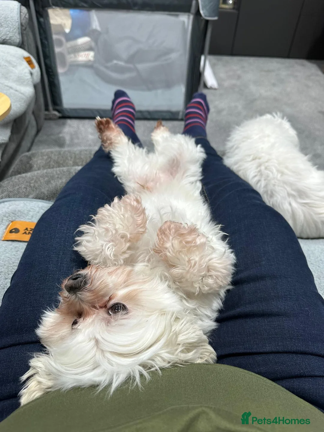 Maltese dogs for adoption: Meet Milo – a Lovely little Boy for a  Loving Home - Advert 11